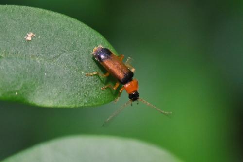 Cratosilis laeta